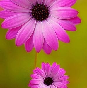 Meet your Posher, Deborah